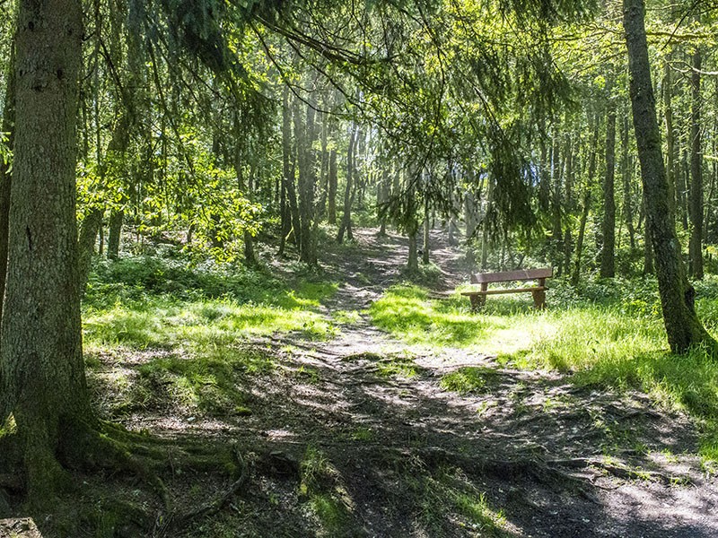 Forêt ardennaise