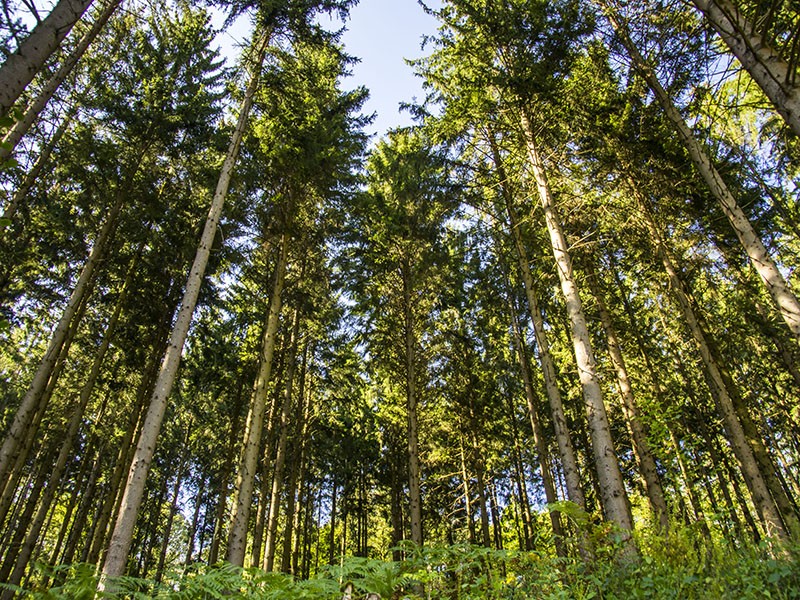 Ardennen bos