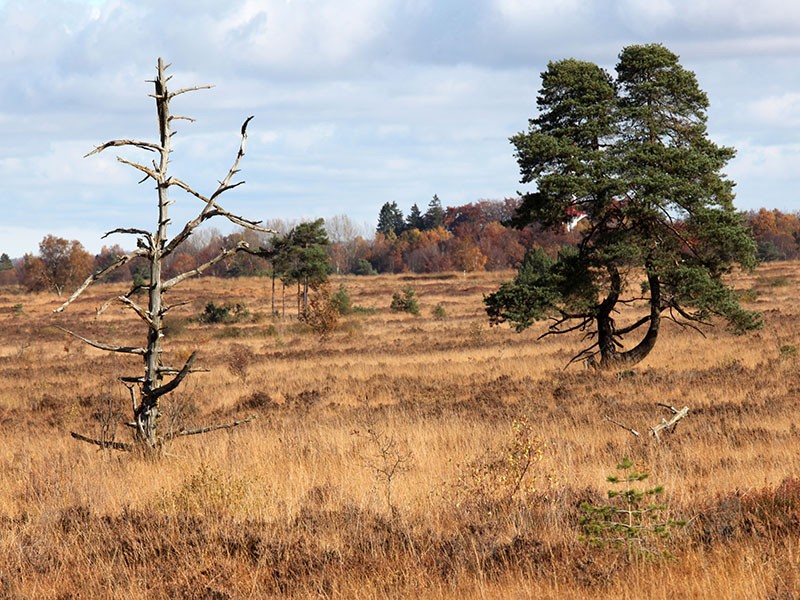 The High Fens