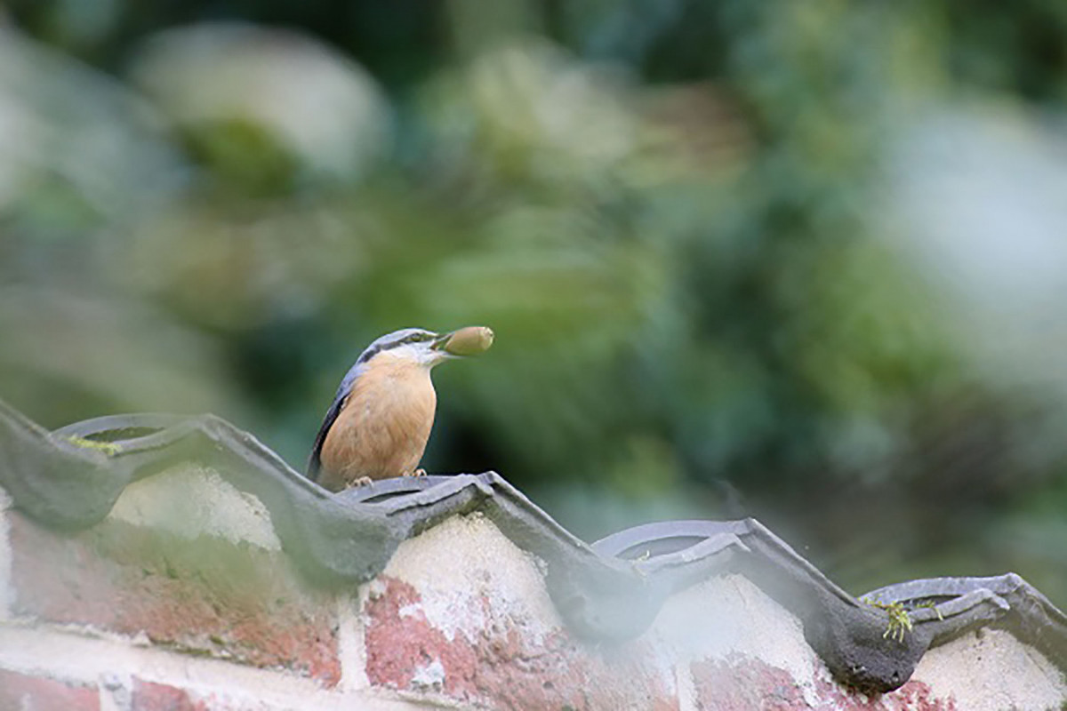 Château de Jehay - Le parc - Oiseau