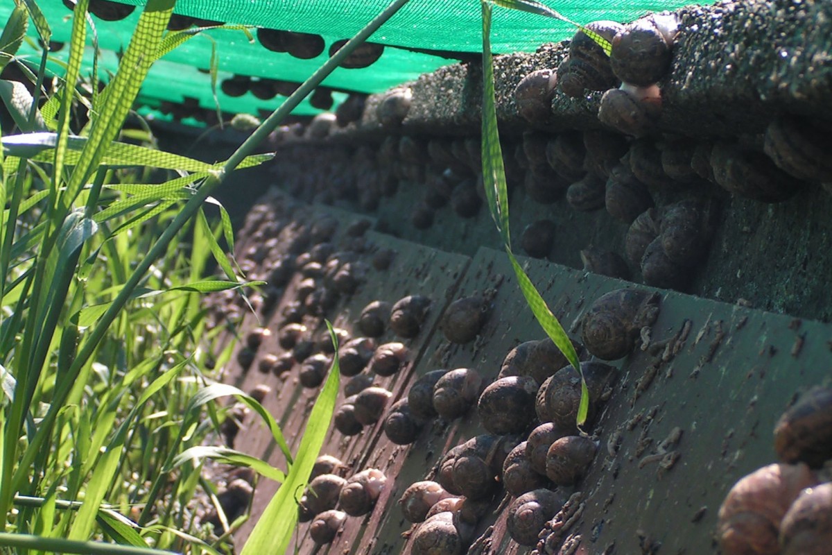 Bierwart snail farm