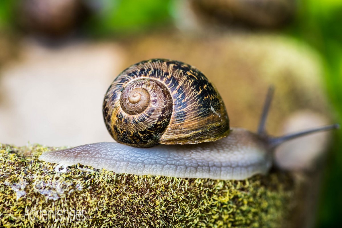 Escargotière de Bierwart - Escargot