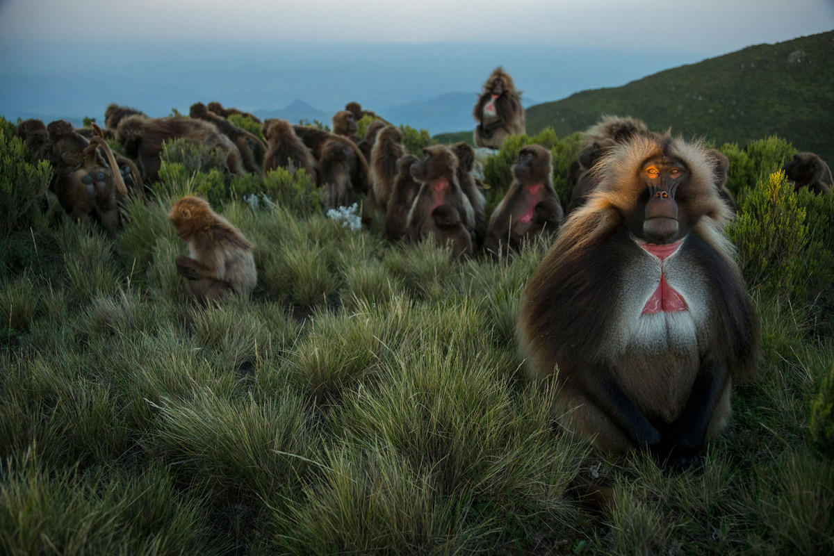 Europa Expo - National Geographic exhibition - Greatest Wildlife