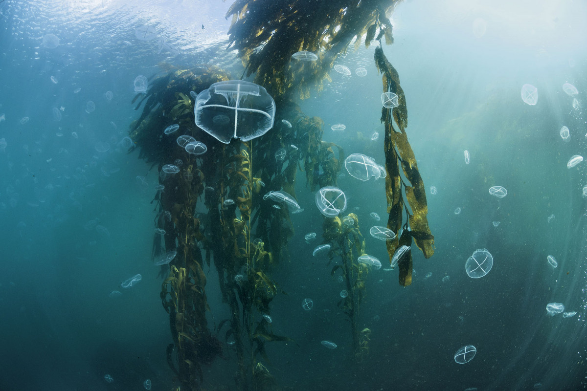 Europa Expo - National Geographic exhibition - Pristine Seas National