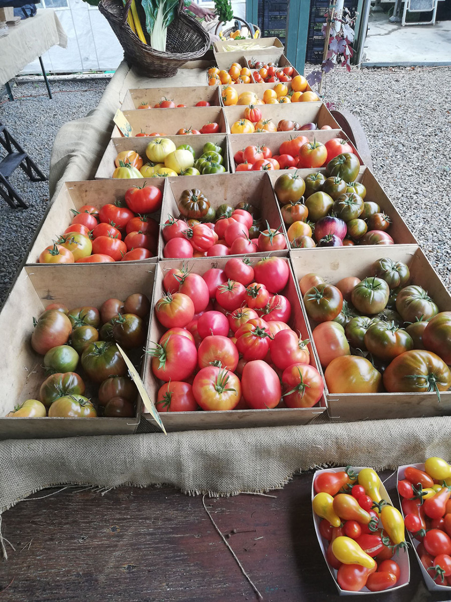 Les Roses de Daniel - Heirloom tomatoes - Portrait view