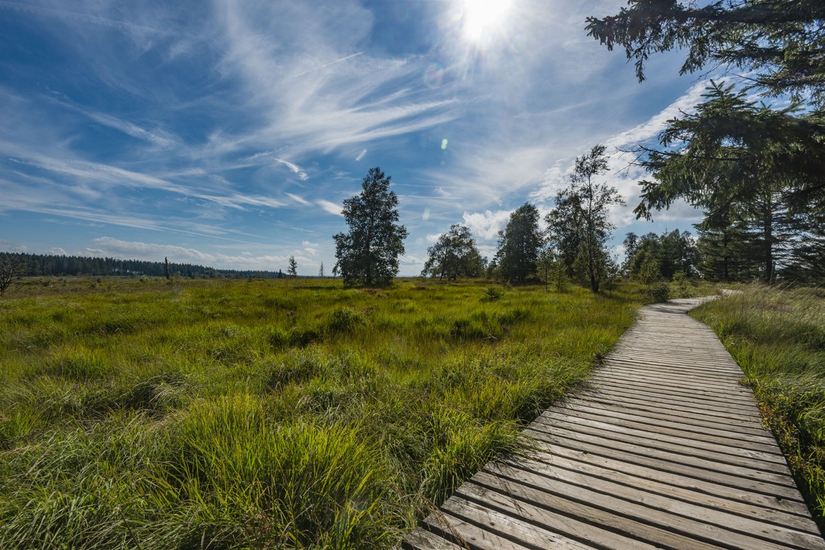 Maison du Parc Naturel Hautes Fagnes-Eifel - Waimes - Caillebotis