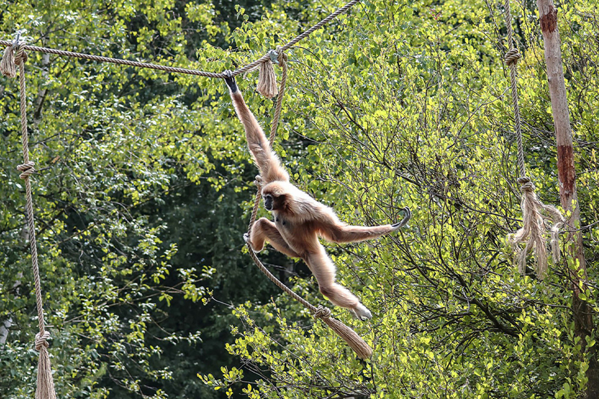 Monde Sauvage Safari Parc - Aywaille - Affe