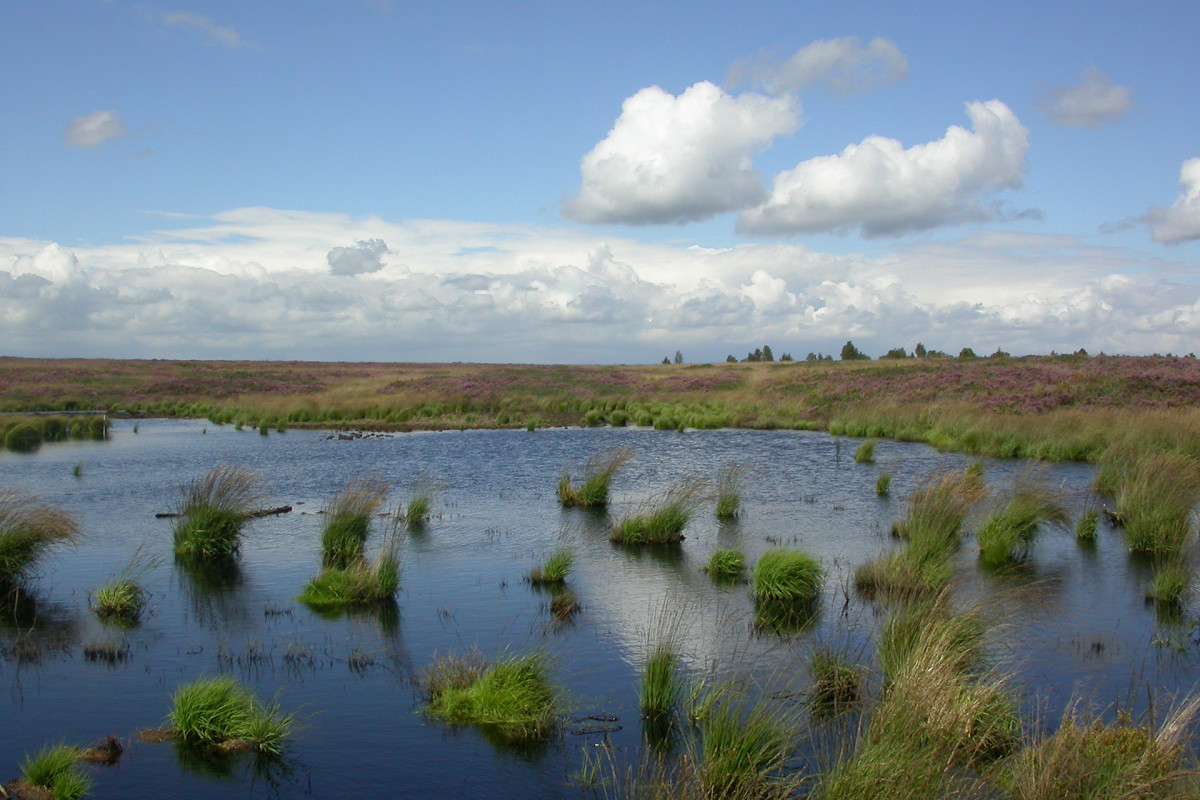 La fagne © Parc naturel Hautes Fagnes- Eifel