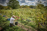 Schloss Bioul - Bioul - Weinlese