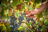 Château de Bioul - Bioul - Vendanges