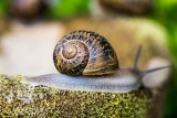 Bierwart snail farm