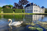 Watergardens of Annevoie - Annevoie-Rouillon - Swan
