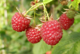 La Framboiserie de Malmedy - Framboisier - Grappe de framboises