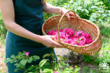 La Framboiserie de Malmedy - Oogst - Roze bloemen - Mand