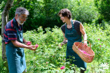 La Framboiserie de Malmedy - Récolte -  Fleurs de rose - Yves et Marine