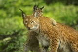 Les Grottes de Han - Han-Sur-Lesse - Lynx