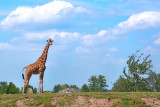 Monde Sauvage Safari Parc - Aywaille - Giraffe