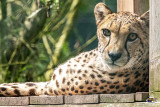 Monde Sauvage Safari Parc - Aywaille - Leopard