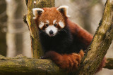 Monde Sauvage Safari Parc - Aywaille - Rotpanda