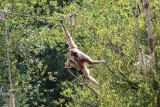 Monde Sauvage Safari Parc - Aywaille - Affe