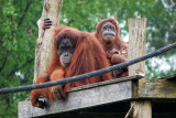 Monde Sauvage Safari Parc - Aywaille - Affen - Orang-Utan