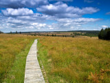 Parc Naturel Hautes Fagnes Eifel - Waimes - Chemin caillebotis