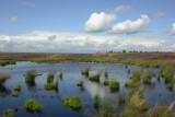 Parc Naturel Hautes Fagnes Eifel - Waimes - Paysage