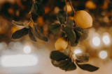 Trattoria Filomena - Domaine des Hautes Fagnes Hotel & Spa - Ovifat - Decoration - Lemon