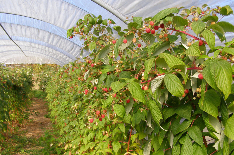 La Framboiserie de Malmedy - Raspberry bushes