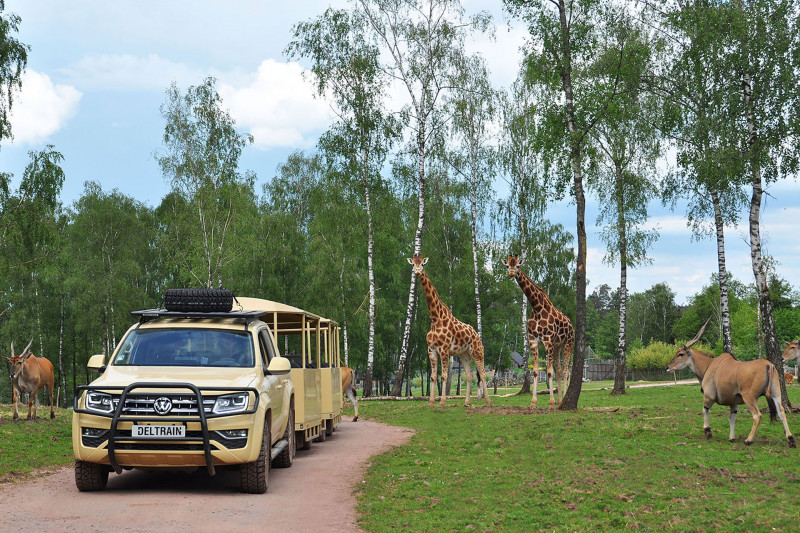 Monde Sauvage Safari - Aywaille - Safari trail - Mini train - Giraffes