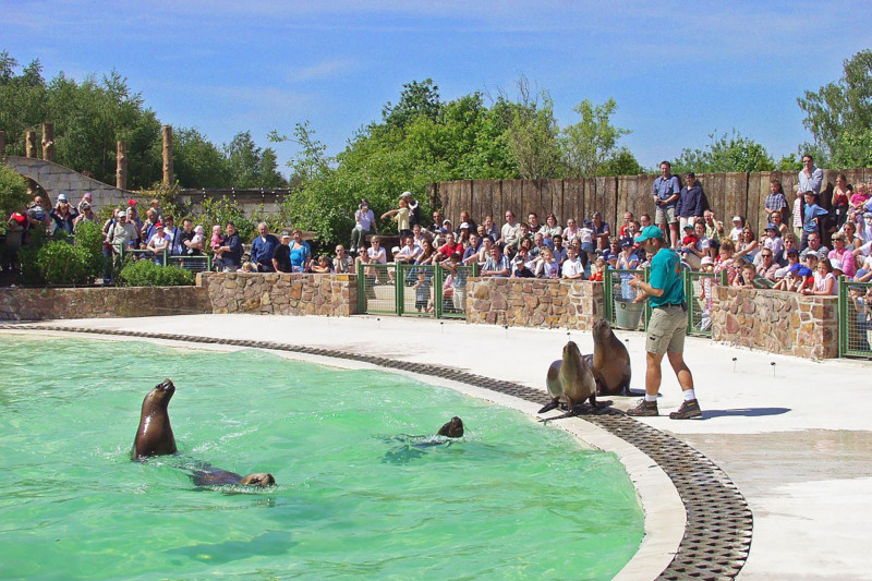 Monde Sauvage Safari Parc - Aywaille - Spectacle otaries